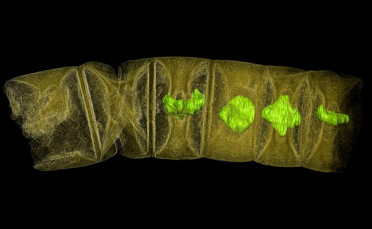 Algae Fossil In India May Be Worlds Oldest Plant life